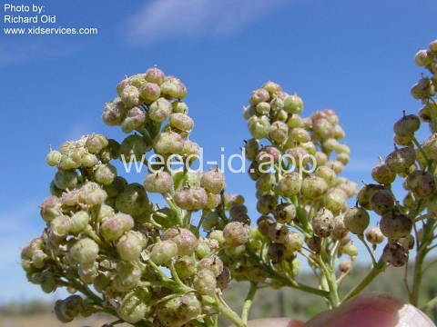whitetop, hairy